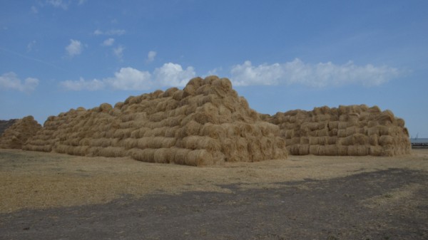 Министр о студенческой практике в коровнике: «Надо все ручками потрогать»
Министр о студенческой практике в коровнике: «Надо все ручками потрогать»