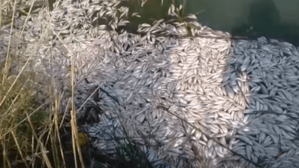 Массовый мор рыбы в Дубках: в пруд сливали фекалии
