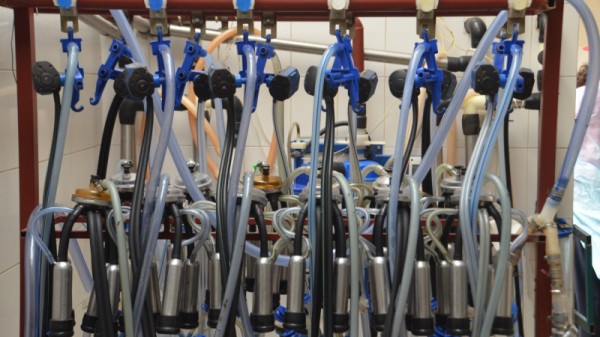 Министр о студенческой практике в коровнике: «Надо все ручками потрогать»
Министр о студенческой практике в коровнике: «Надо все ручками потрогать»