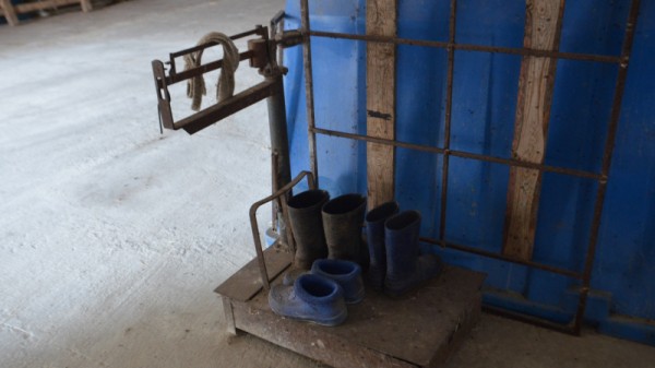 Министр о студенческой практике в коровнике: «Надо все ручками потрогать»
Министр о студенческой практике в коровнике: «Надо все ручками потрогать»