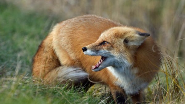 Рядом с церковью в Саратове нашли труп лисы. Губернатор объявил карантин
Рядом с церковью в Саратове нашли труп лисы. Губернатор объявил карантин