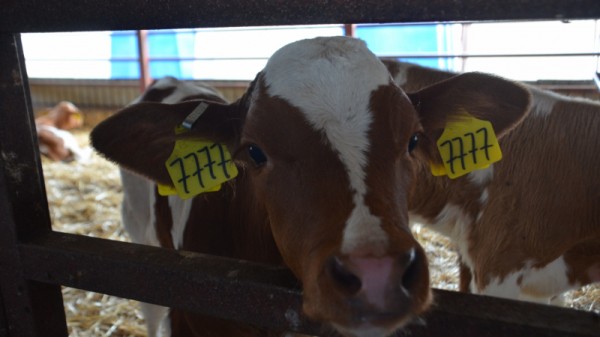 Министр о студенческой практике в коровнике: «Надо все ручками потрогать»
Министр о студенческой практике в коровнике: «Надо все ручками потрогать»