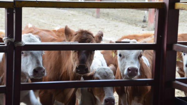 Министр о студенческой практике в коровнике: «Надо все ручками потрогать»
Министр о студенческой практике в коровнике: «Надо все ручками потрогать»