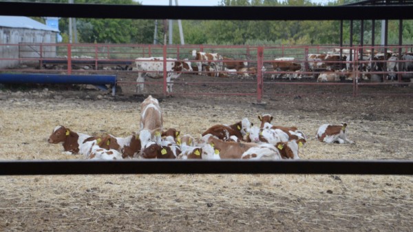 Министр о студенческой практике в коровнике: «Надо все ручками потрогать»
Министр о студенческой практике в коровнике: «Надо все ручками потрогать»