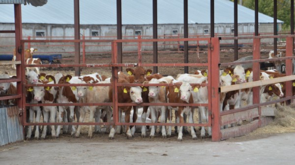 Министр о студенческой практике в коровнике: «Надо все ручками потрогать»
Министр о студенческой практике в коровнике: «Надо все ручками потрогать»