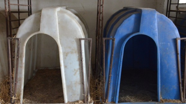 Министр о студенческой практике в коровнике: «Надо все ручками потрогать»
Министр о студенческой практике в коровнике: «Надо все ручками потрогать»