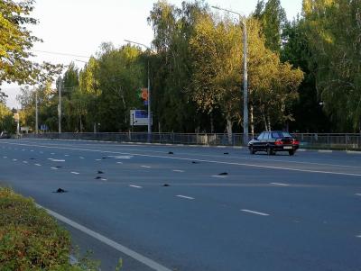 
Ветеринары установили, что погибшие птицы - не вороны, а грачи					