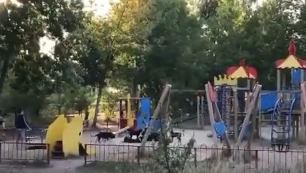 Жители Саратова просят защиты от стай бродячих собак