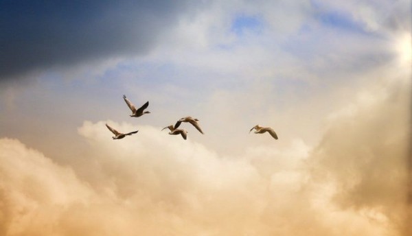 Управление ветеринарии проводит проверку по факту массовой гибели птиц в Балакове
Управление ветеринарии проводит проверку по факту массовой гибели птиц в Балакове