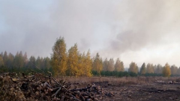 Крупный природный пожар уничтожил 60 гектаров леса. Огонь тушат третий день
