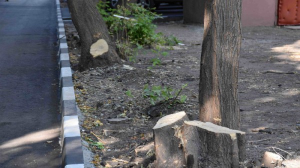 Благоустройство дворов. Саратовцы пожаловались на рабочих, спиливших два десятка деревьев
Благоустройство дворов. Саратовцы пожаловались на рабочих, спиливших два десятка деревьев