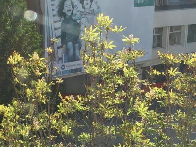 
В Саратове цветут каштаны					