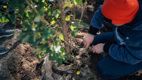 В Парке покорителей космоса высадят советские тополя, похожие на ракеты
В Парке покорителей космоса высадят советские тополя, похожие на ракеты
