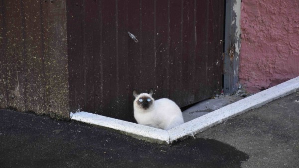 Благоустройство дворов. Саратовцы пожаловались на рабочих, спиливших два десятка деревьев
Благоустройство дворов. Саратовцы пожаловались на рабочих, спиливших два десятка деревьев