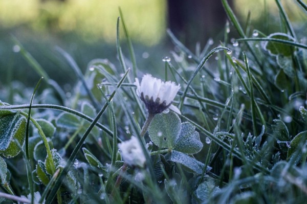 Жителей Саратовской области предупредили о заморозках
