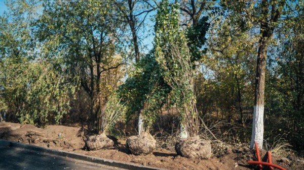 В Парке покорителей космоса высадят советские тополя, похожие на ракеты
В Парке покорителей космоса высадят советские тополя, похожие на ракеты
