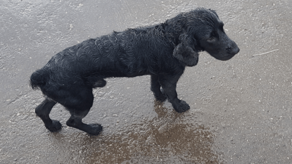 Синоптики: четверг будет дождливым и ветреным
