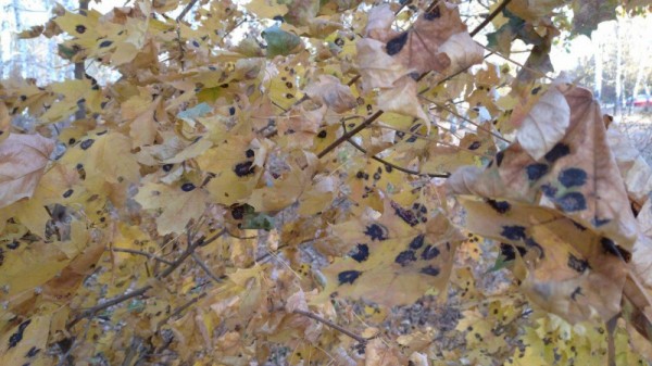 Синоптики: саратовцев ждет пасмурный прохладный день
Синоптики: саратовцев ждет пасмурный прохладный день