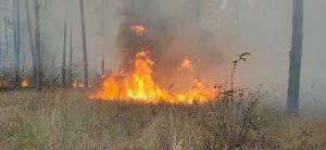 Спасатели участвуют в ликвидации природных пожаров 
Спасатели участвуют в ликвидации природных пожаров