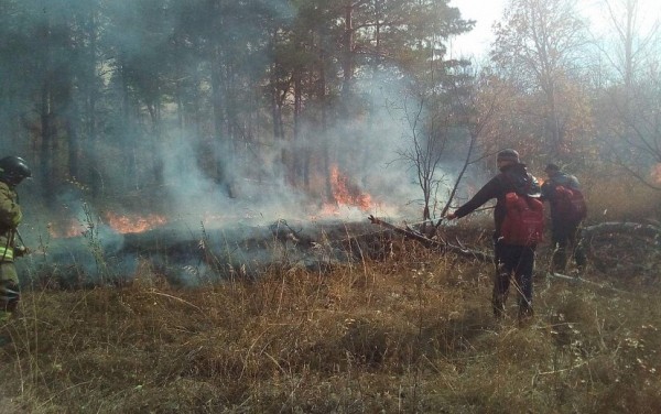 Крупный пожар под Саратовом тушат более 90 человек Крупный пожар под Саратовом тушат более 90 человек