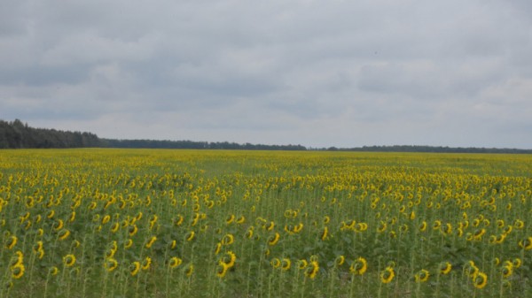 В России резко подорожало подсолнечное масло
