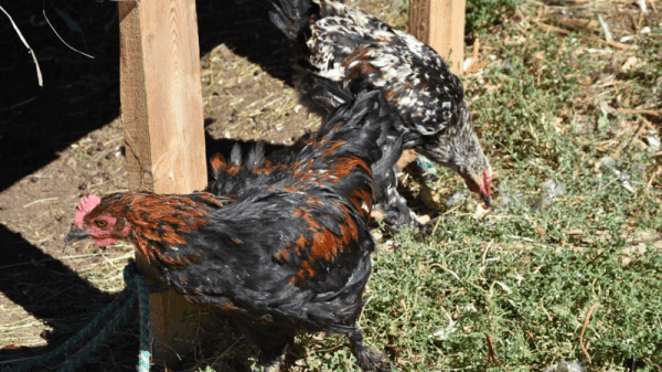 Фабрику в Саратовской области признали банкротом
