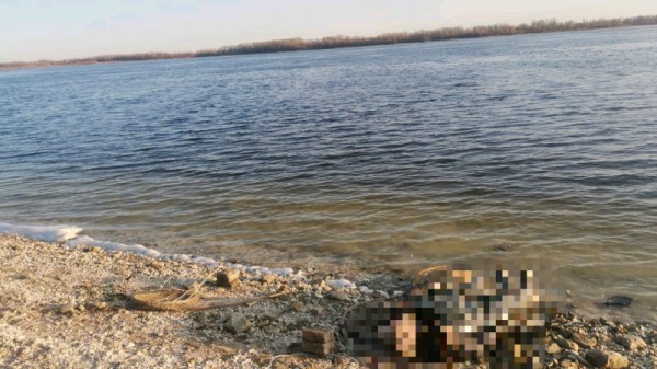 Вольский рыбак нашел на берегу Волги труп другого рыбака
