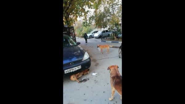 "Людям страшно ходить": жители Фрунзенского района пожаловались на свору собак
"Людям страшно ходить": жители Фрунзенского района пожаловались на свору собак