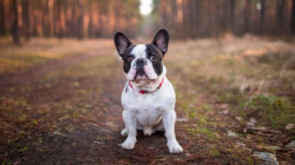 Жительница Энгельса связалась с продавцом французского бульдога и лишилась денег
Жительница Энгельса связалась с продавцом французского бульдога и лишилась денег