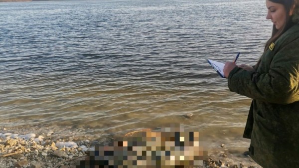 Вольский рыбак нашел на берегу Волги труп другого рыбака
