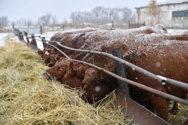 В Воскресенском районе начало работать новое животноводческое хозяйство 