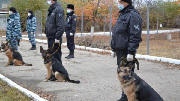 В Саратове служебные собаки помогли раскрыть более 100 преступлений. Животные показали, как ищут кровь, наркотики и взрывчатку

