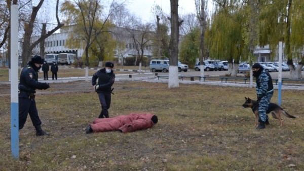 В Саратове служебные собаки помогли раскрыть более 100 преступлений. Животные показали, как ищут кровь, наркотики и взрывчатку
