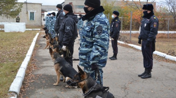 В Саратове служебные собаки помогли раскрыть более 100 преступлений. Животные показали, как ищут кровь, наркотики и взрывчатку
