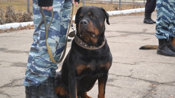 В Саратове служебные собаки помогли раскрыть более 100 преступлений. Животные показали, как ищут кровь, наркотики и взрывчатку
