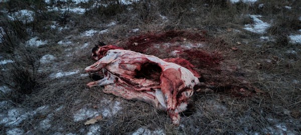 Волгоградского чиновника задержали за убийство кабана под Саратовом