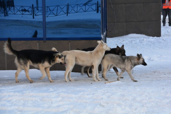 За два дня до сдачи во дворце водных видов спорта кипит работа: показываем, как выглядит долгострой