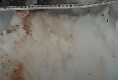 Чиновники об убийстве косуль: "Тема не имеет возможности пройти незамеченной"
Чиновники об убийстве косуль: "Тема не имеет возможности пройти незамеченной"