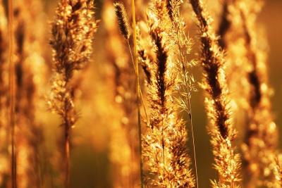 
Во всех районах Саратовской области будет +31...+36 					