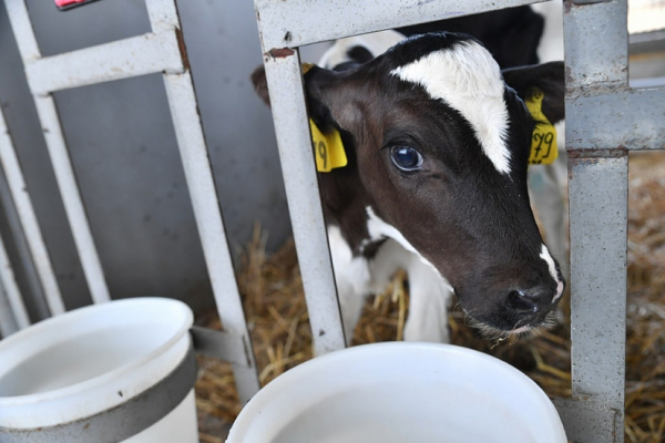 Губернатору показали дающую 7 ведер молока в день корову Губернатору показали дающую 7 ведер молока в день корову