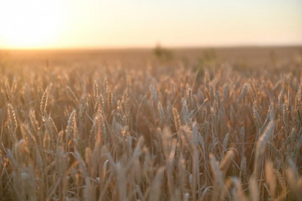 В Саратовской области собран 1 миллион тонн зерна нового урожая