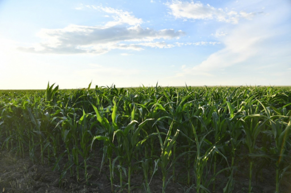 В Перелюбском районе введен первый мелиоративный участок 