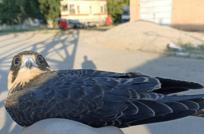 
В трамвайное депо в Саратове залетел сокол					
