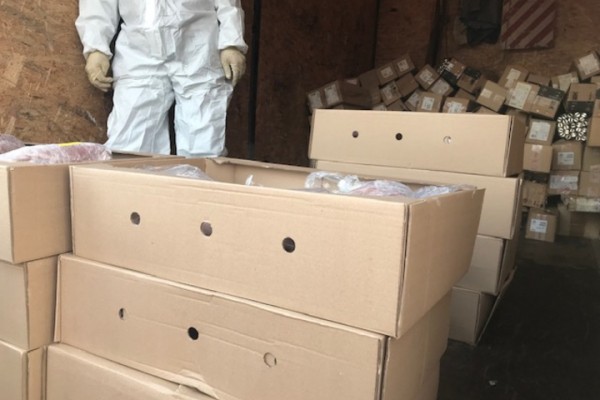 В Удмуртии сожгли произведенную в Саратове свиную вырезку с геном вируса АЧС