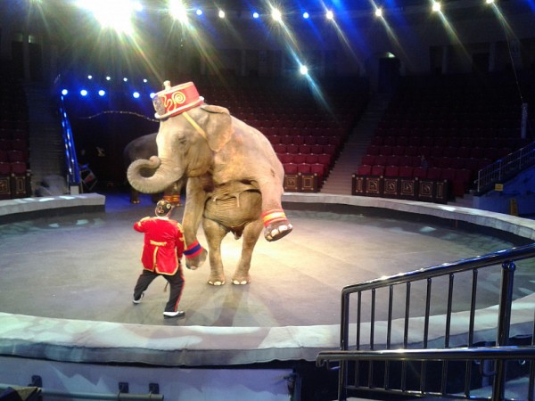 В саратовском цирке слонихи дрессировщиков из Италии танцуют вальс