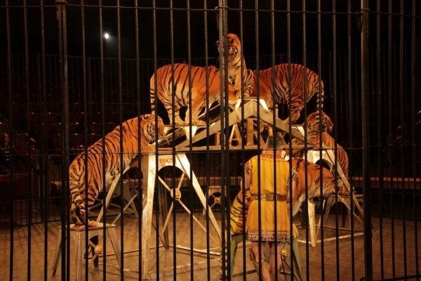 В Саратове состоялась премьера нового шоу итальянского цирка со 150-летней историей