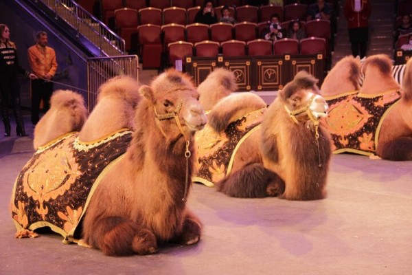 В Саратове состоялась премьера нового шоу итальянского цирка со 150-летней историей