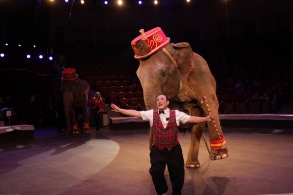 В Саратове состоялась премьера нового шоу итальянского цирка со 150-летней историей