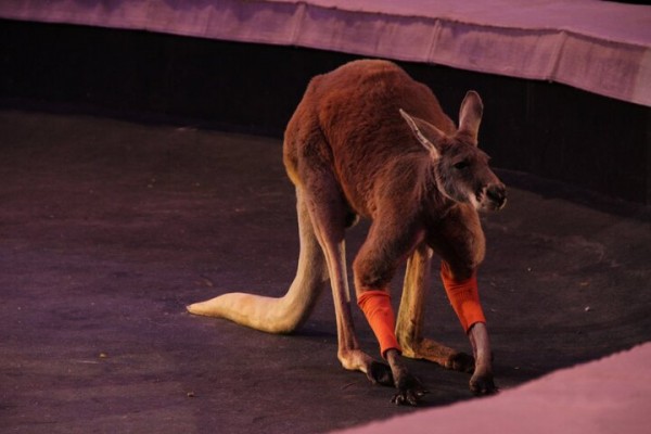 В Саратове состоялась премьера нового шоу итальянского цирка со 150-летней историей