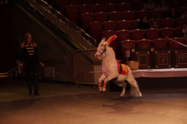 В Саратове состоялась премьера нового шоу итальянского цирка со 150-летней историей